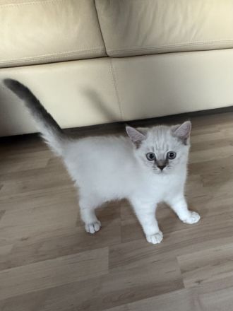 BKH Kitten reinrassig 2 mal geimpft
