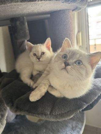 BKH Kitten reinrassig 2 mal geimpft