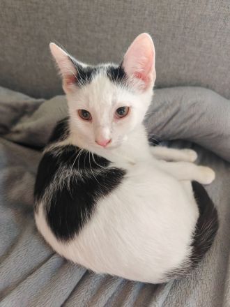 Kitten aus 2 Würfen