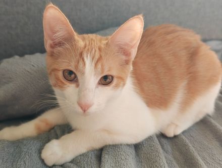 Kitten aus 2 Würfen