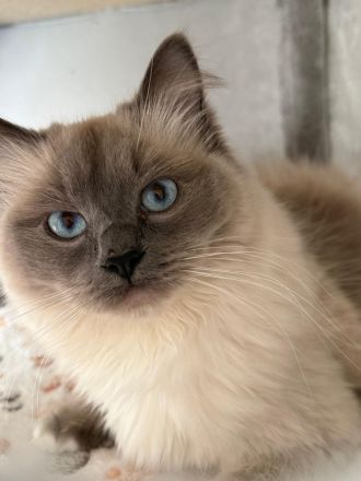 Deckkater für Ragdoll Dame gesucht