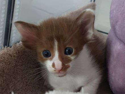 OLH, Javanese und Balinesen Kitten