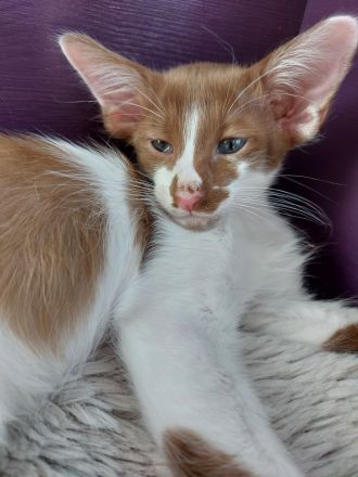 OLH, Javanese und Balinesen Kitten
