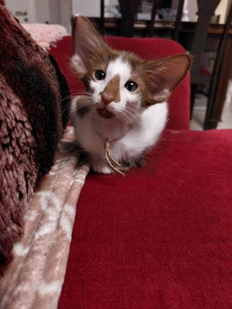 OLH, Javanese und Balinesen Kitten