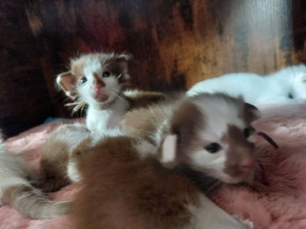 OLH, Javanese und Balinesen Kitten
