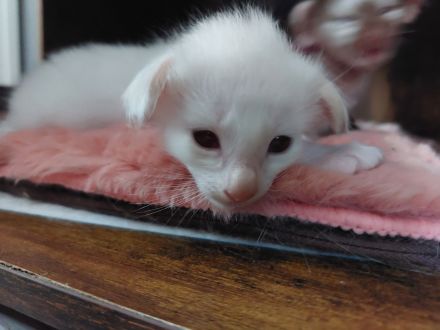 OLH, Javanese und Balinesen Kitten