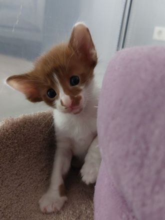 OLH, Javanese und Balinesen Kitten