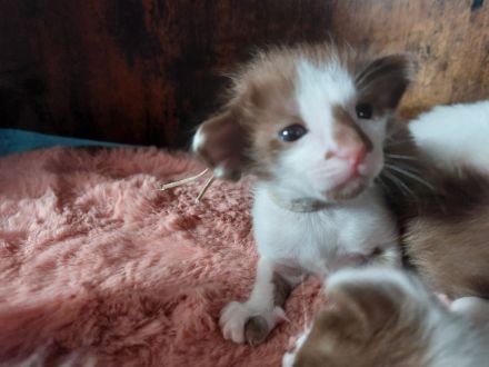 OLH, Javanese und Balinesen Kitten