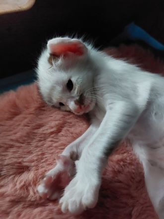 OLH, Javanese und Balinesen Kitten