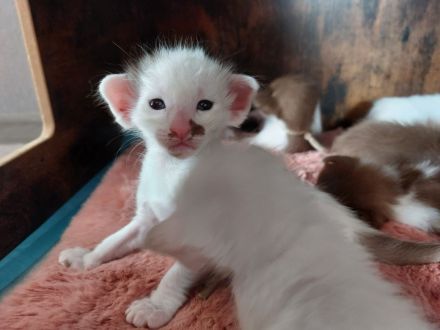 OLH, Javanese und Balinesen Kitten