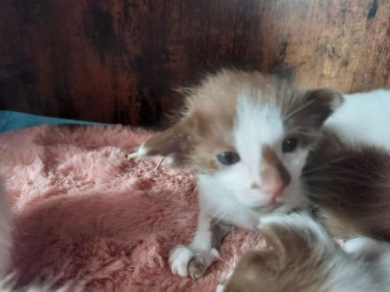 OLH, Javanese und Balinesen Kitten