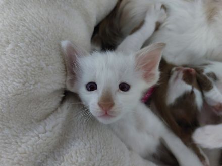 OLH, Javanese und Balinesen Kitten