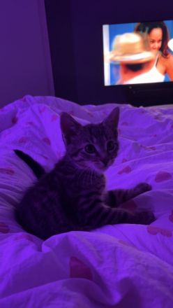 Schweren Herzens muss ich leider mein Kater abgeben. 🐱❤️