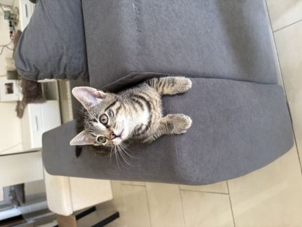 Schweren Herzens muss ich leider mein Kater abgeben. 🐱❤️