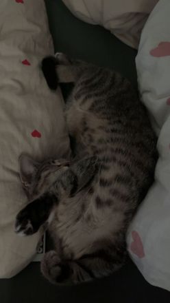 Schweren Herzens muss ich leider mein Kater abgeben. 🐱❤️