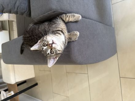 Schweren Herzens muss ich leider mein Kater abgeben. 🐱❤️