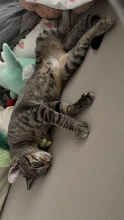 Schweren Herzens muss ich leider mein Kater abgeben. 🐱❤️