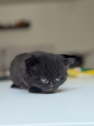 Unsere wunderschönen reinrassigen Britisch-Langhaar-Kitten suchen ein liebevolles Zuhause. 🐾❤️