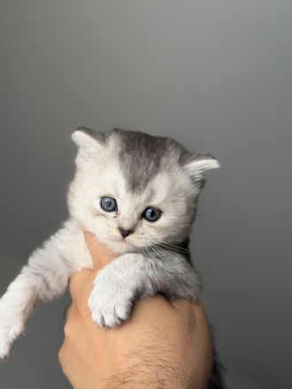 Unsere wunderschönen reinrassigen Britisch-Langhaar-Kitten suchen ein liebevolles Zuhause. 🐾❤️