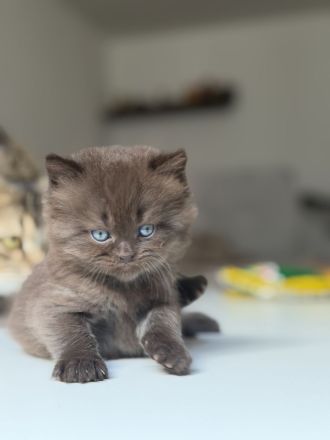Unsere wunderschönen reinrassigen Britisch-Langhaar-Kitten suchen ein liebevolles Zuhause. 🐾❤️