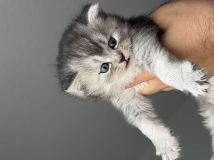 Unsere wunderschönen reinrassigen Britisch-Langhaar-Kitten suchen ein liebevolles Zuhause. 🐾❤️