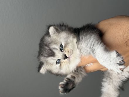 Unsere wunderschönen reinrassigen Britisch-Langhaar-Kitten suchen ein liebevolles Zuhause. 🐾❤️