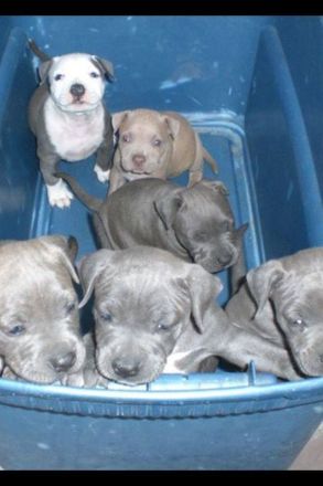Wunderschöne American Staffordshire Terrier Welpen