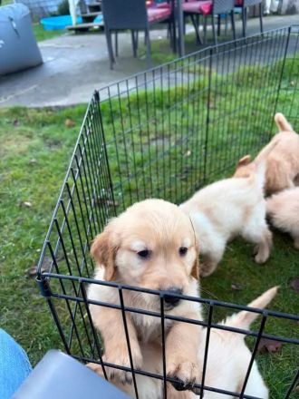Golden-Retriever-Welpen