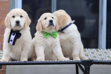 Golden-Retriever-Welpen
