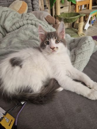 Verschmuster maine coon kater darf ausziehen