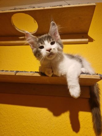 Verschmuster maine coon kater darf ausziehen
