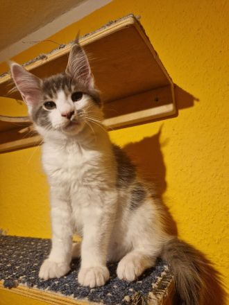 Verschmuster maine coon kater darf ausziehen
