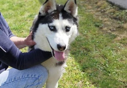 Verschmuste Husky-Dame Caja sucht aktives Zuhause