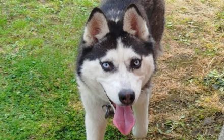 Verschmuste Husky-Dame Caja sucht aktives Zuhause
