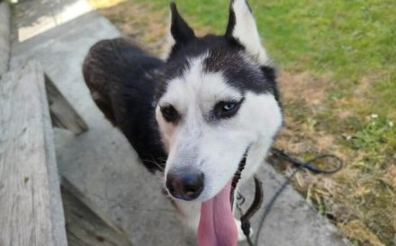 Verschmuste Husky-Dame Caja sucht aktives Zuhause