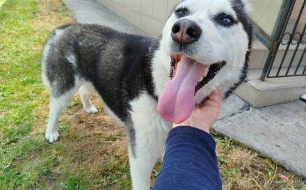 Verschmuste Husky-Dame Caja sucht aktives Zuhause