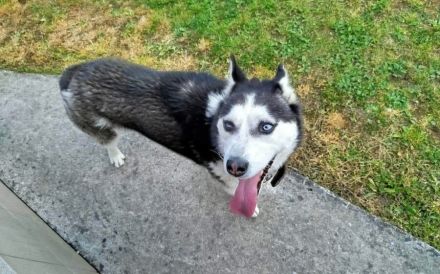 Verschmuste Husky-Dame Caja sucht aktives Zuhause