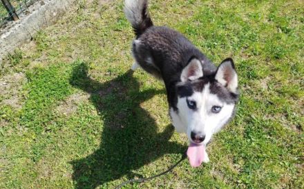 Verschmuste Husky-Dame Caja sucht aktives Zuhause