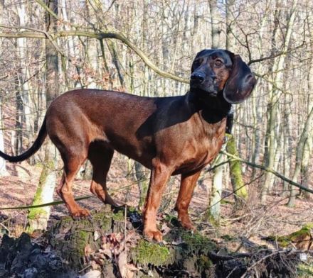 Welpen aus jagdlicher Zucht abzugeben in Jägerhände - Bayer. Gebirgsschweißhund