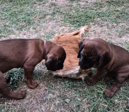 Welpen aus jagdlicher Zucht abzugeben in Jägerhände - Bayer. Gebirgsschweißhund