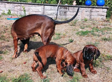 Welpen aus jagdlicher Zucht abzugeben in Jägerhände - Bayer. Gebirgsschweißhund