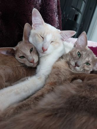 Of purring tribbles