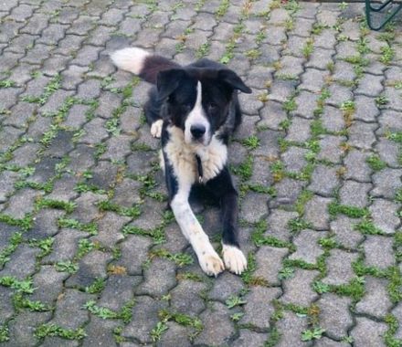 Alabai Akita Mix