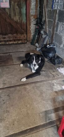 Alabai Akita Mix