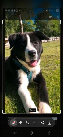 Alabai Akita Mix