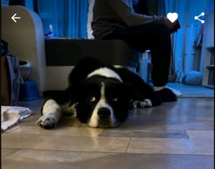 Alabai Akita Mix