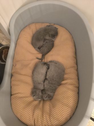 BKH Kitten