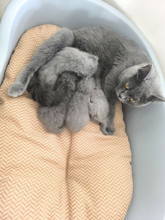 BKH Kitten