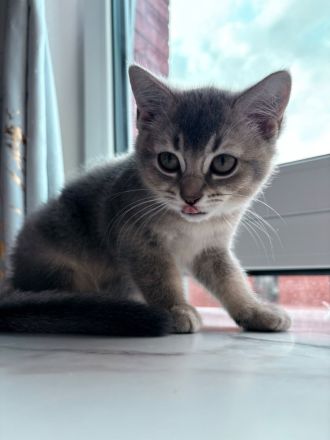 BKH Kitten zum Verkaufen