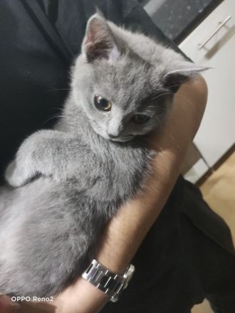BKH Kitten zum Verkaufen